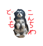 だいずとまる（個別スタンプ：5）