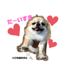 ギズモだよ（個別スタンプ：3）