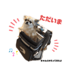 ギズモだよ（個別スタンプ：11）