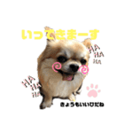 ギズモだよ（個別スタンプ：13）