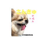 ギズモだよ（個別スタンプ：17）