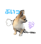 ギズモだよ（個別スタンプ：20）