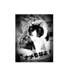 侍 コテツ（個別スタンプ：11）