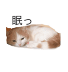 ペット！！（個別スタンプ：3）