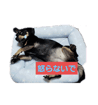 モモさん くぅーさん（個別スタンプ：14）