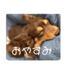 こたの1日（個別スタンプ：5）