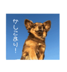 こたの1日（個別スタンプ：6）
