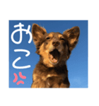 こたの1日（個別スタンプ：7）