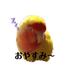 便利【コザクラインコ】＊ぴぃちゃん（個別スタンプ：2）