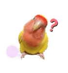 便利【コザクラインコ】＊ぴぃちゃん（個別スタンプ：3）