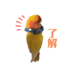 便利【コザクラインコ】＊ぴぃちゃん（個別スタンプ：4）