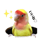 便利【コザクラインコ】＊ぴぃちゃん（個別スタンプ：5）