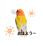 便利【コザクラインコ】＊ぴぃちゃん（個別スタンプ：6）