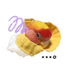 便利【コザクラインコ】＊ぴぃちゃん（個別スタンプ：7）