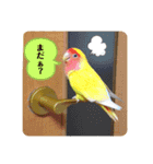便利【コザクラインコ】＊ぴぃちゃん（個別スタンプ：9）