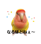 便利【コザクラインコ】＊ぴぃちゃん（個別スタンプ：11）
