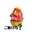 便利【コザクラインコ】＊ぴぃちゃん（個別スタンプ：12）