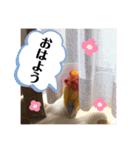 便利【コザクラインコ】＊ぴぃちゃん（個別スタンプ：13）