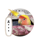 便利【コザクラインコ】＊ぴぃちゃん（個別スタンプ：14）