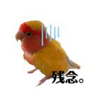 便利【コザクラインコ】＊ぴぃちゃん（個別スタンプ：15）