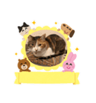アベポンスタンプ #2（個別スタンプ：15）