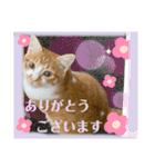 ご縁結び猫ゴエンちゃんパート2（個別スタンプ：1）
