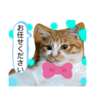 ご縁結び猫ゴエンちゃんパート2（個別スタンプ：2）