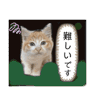 ご縁結び猫ゴエンちゃんパート2（個別スタンプ：3）