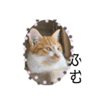 ご縁結び猫ゴエンちゃんパート2（個別スタンプ：4）