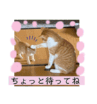 ご縁結び猫ゴエンちゃんパート2（個別スタンプ：5）