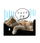ご縁結び猫ゴエンちゃんパート2（個別スタンプ：6）