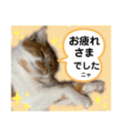 ご縁結び猫ゴエンちゃんパート2（個別スタンプ：7）