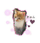 ご縁結び猫ゴエンちゃんパート2（個別スタンプ：8）