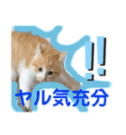 ご縁結び猫ゴエンちゃんパート2（個別スタンプ：9）