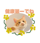 ご縁結び猫ゴエンちゃんパート2（個別スタンプ：10）