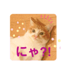 ご縁結び猫ゴエンちゃんパート2（個別スタンプ：11）