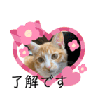 ご縁結び猫ゴエンちゃんパート2（個別スタンプ：12）