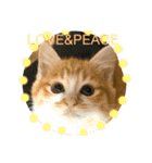 ご縁結び猫ゴエンちゃんパート2（個別スタンプ：13）