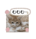 ご縁結び猫ゴエンちゃんパート2（個別スタンプ：15）