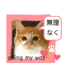 ご縁結び猫ゴエンちゃんパート2（個別スタンプ：16）