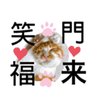 ご縁結び猫ゴエンちゃんパート2（個別スタンプ：24）