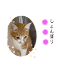 ご縁結び猫ゴエンちゃんパート2（個別スタンプ：25）