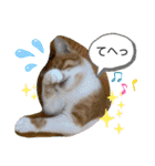ご縁結び猫ゴエンちゃんパート2（個別スタンプ：26）