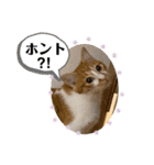 ご縁結び猫ゴエンちゃんパート2（個別スタンプ：28）