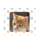 ご縁結び猫ゴエンちゃんパート2（個別スタンプ：29）