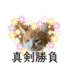 ご縁結び猫ゴエンちゃんパート2（個別スタンプ：30）