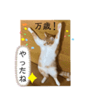 ご縁結び猫ゴエンちゃんパート2（個別スタンプ：31）