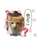ご縁結び猫ゴエンちゃんパート2（個別スタンプ：32）