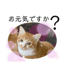 ご縁結び猫ゴエンちゃんパート2（個別スタンプ：35）