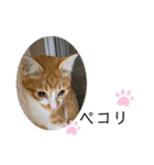 ご縁結び猫ゴエンちゃんパート2（個別スタンプ：36）